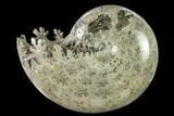 Polished, Agatized Ammonite (Phylloceras?) - Madagascar #132135-1